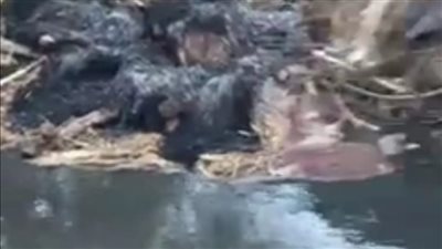 للمرة الثانية خلال أسبوع.. العثور على 13 حمارا مذبوحًا ومسلوخًا في طنطا | صور