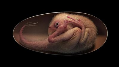 تفاصيل العثور على جنين ديناصور داخل بيضة متحجرة