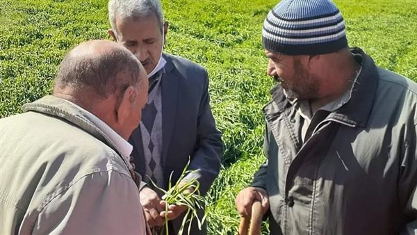 زراعة بورسعيد 