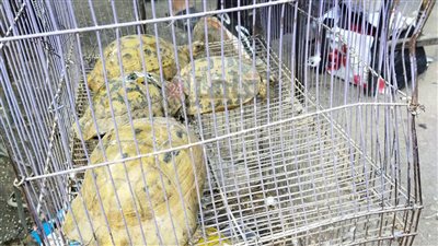 حيوانات برية نادرة على عتبة الانقراض.. كيف ضرب بائعو سوق الجمعة التوازن البيئي في مقتل؟ | معايشة 