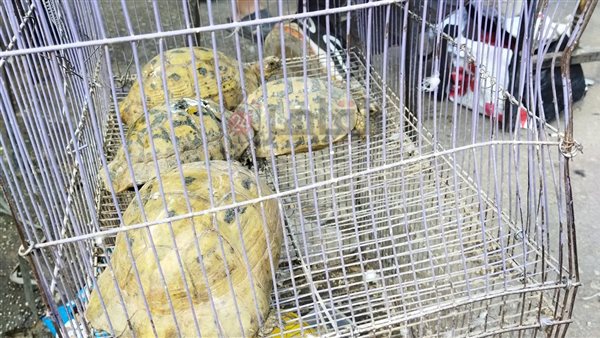 سلاحف برية مهددة