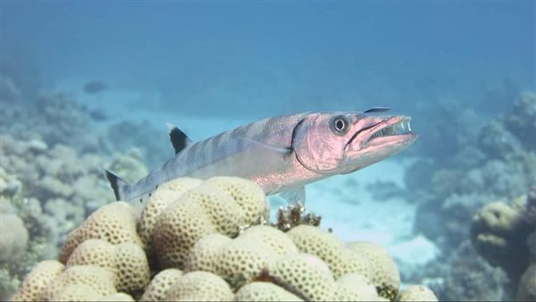 سمكة الباركودا