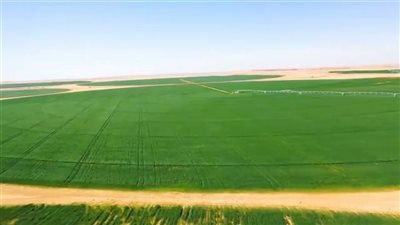 الزراعة: مشروع توشكى الخير يشمل زراعة 500 فدان و2.6 مليون نخلة