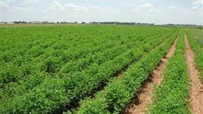 الرئيس السيسي: مصر ستتوسع الفترة المقبلة في التصنيع الزراعي.. وعلى الإعلام نقل الصورة كاملة للمصريين