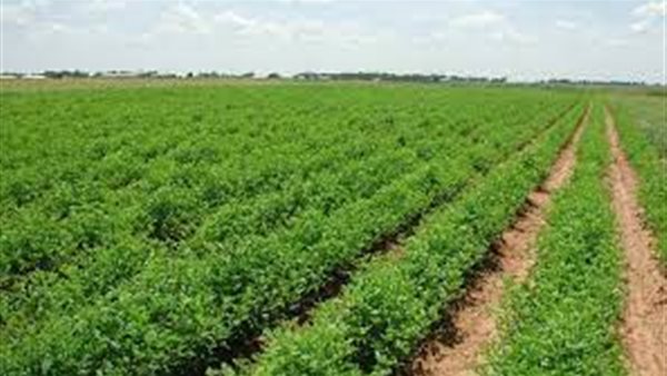 مشروع توشكى - أرشيفية