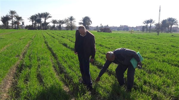 فحص الزراعات الشتوية