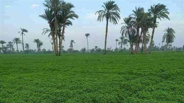 حقول النعناع في قرية