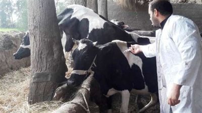 بسبب تهديدها للثروة الحيوانية.. الزراعة توزع 6.5 مليون جرعة للوقاية من الحمى القلاعية