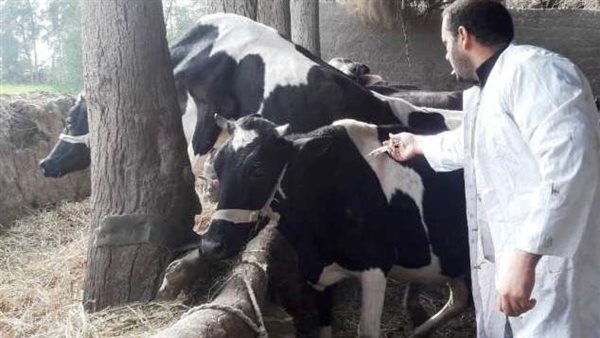 تطعيم المواشي ضد