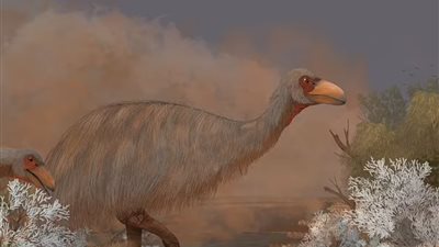 اكتشاف أحفوري نادر لطيور الرعد كانت تعيش قبل 48000 عام في أستراليا |دراسة 