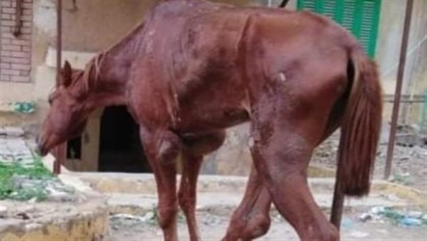 حصان مواطن بمطروح