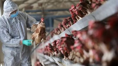 المكسيك ترصد سلالة من إنفلونزا الطيور قرب الحدود الأمريكية