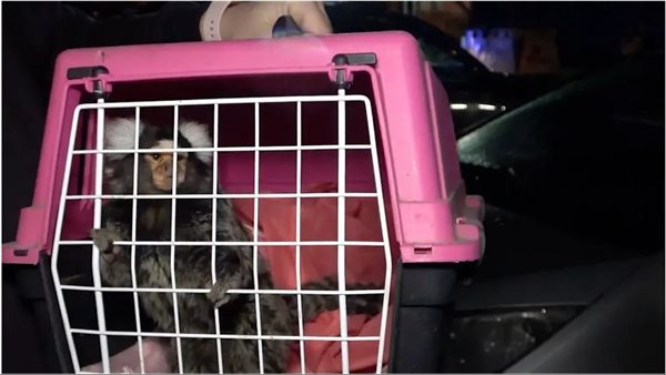 انقاذ قرد أبيض الرأس