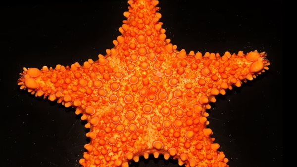 اكتشاف نادر