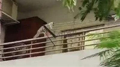 وسط ذعر الأهالي.. نسانيس تُهاجم سكان منطقة الذهبية بالغردقة | بث مباشر