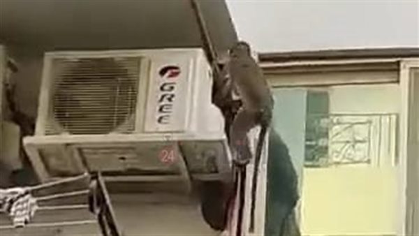 نسانيس هاربة تهاجم