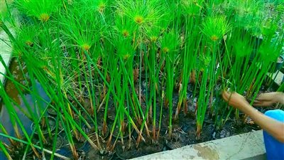 تعرف على أهمية البردي في مصر القديمة