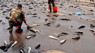 السماء تمطر سمكًا في ظاهرة نادرة الحدوث 