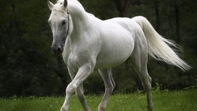 ذاكرة الأمثال.. صاحب قيراط في الفرس يركب