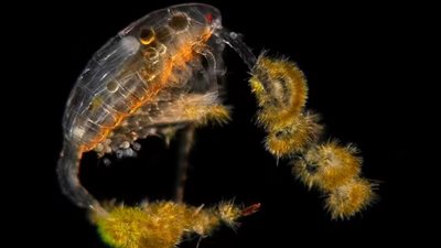 الجمال الخفي.. مخلوقات بحرية تشبه عالم الفضاء | صور