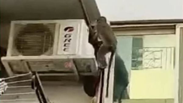 ظهور نسانيس بمنطقة