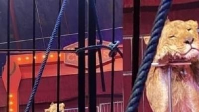 دهب الحلو: الأسد ميسي لسة شباب عمره 7 سنوات.. وبنعامل الحيوانات زي أولادنا