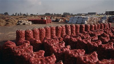 رسميًا.. وقف تصدير البصل للسعودية إلا من خلال مزارع معتمدة لدى الحجر الزراعي