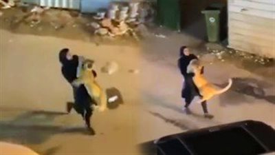 بعد إثارته الرعب في شوارع الكويت.. فتاة تمسك بأسد هارب وتحمله بين ذراعيها | فيديو جراف