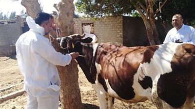 الهيئة العامة للخدمات البيطرية تستعرض مجهوداتها في تحصين الماشية