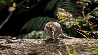 عودة حيوان من حافة الانقراض قبل 60 عامًا | صور 
