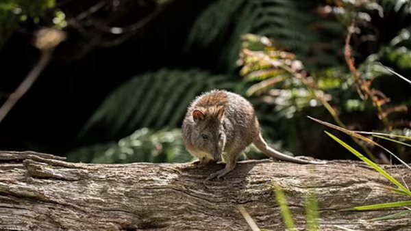 حياوان كنغر ليلي