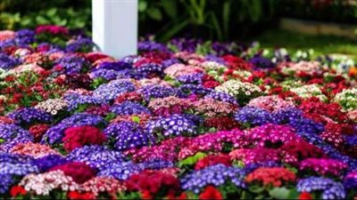 الزراعة تفتتح مهرجان زهور الربيع في حديقة الأورمان الثلاثاء المقبل