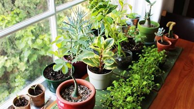 جمعية محبي الأشجار: نبات الزينة تصدر بالملايين كل عام ومنعها يؤثر على التغيرات المناخية