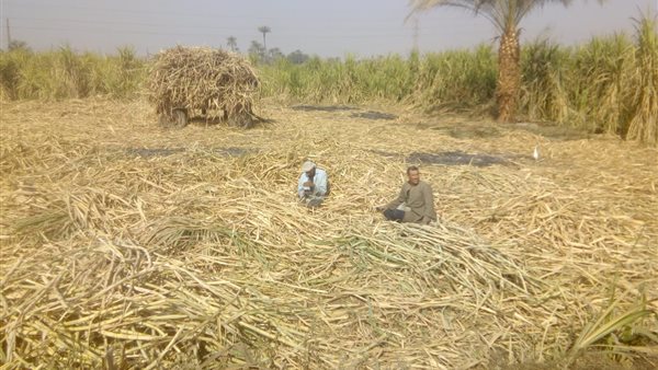 انطلاق موسم كسر قصب