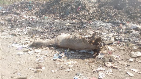  انتشار الحيوانات