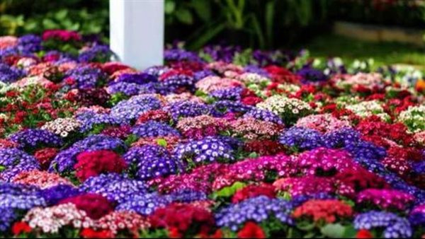 حديقة الأورمان 