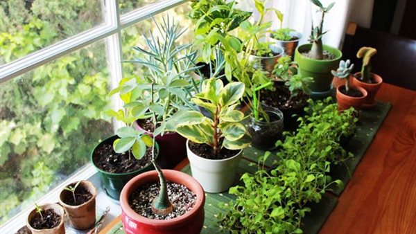 نباتات الزينة 