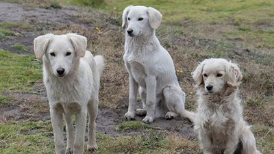 دراسة: الكلاب الذكور أكثر عرضة للإصابة بالسرطان المعدي خمس مرات مقارنة بالإناث 