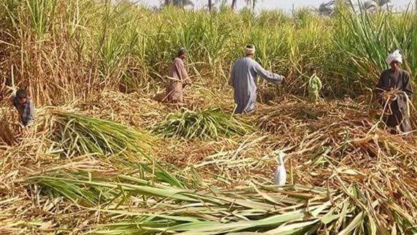 محصول القصب