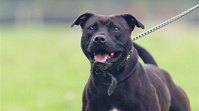 نقل طفلة إلى المستشفى بعدما عضها كلب جدها الـ”بيتبول”