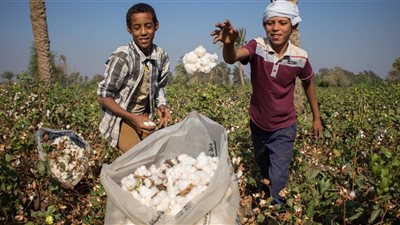 218.8 % زيادة فى صادرات القطن المصري خلال الربع الثالث للموسم الزراعى 2018-2019