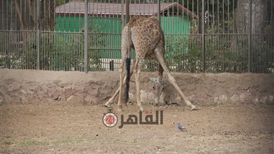 وضع الزراف على لائحة الأنواع المهددة بالانقراض بعد انخفاض أعدادها بـ40%  (فيديو)