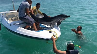 إنقاذ دولفين ضل الطريق داخل “مارينا” وإعادته للبحر المتوسط (صور)
