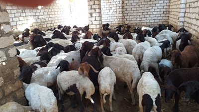ضد مرض الطاعون.. “الزراعة” تحصن أكثر من 230 ألف رأس أغنام وماعز خلال أسبوع (صورة)