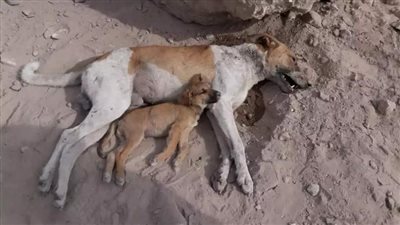 دار الإفتاء تنتصر للإنسانية.. لا يجوز قتل الكلاب الضالة وجمعها في بيوت مخصصة أولى