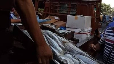 رعب في الإسكندرية بسبب سمكة الأرنب السامة.. وبيطريون يحذرون من تناولها (صور)