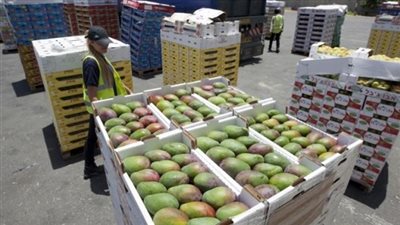 “الزراعة” تعلن فتح أسواق جنوب إفريقيا أمام المانجو المصرية