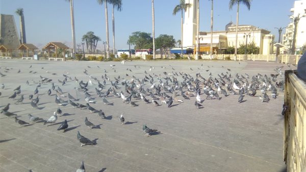 أهالي الأقصر يطعمون