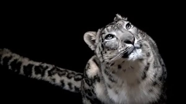 تفسير حلم النمر في