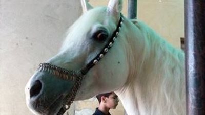 حصان ينجو من الموت بين قطارين بأعجوبة وسط ذهول الركاب | فيديو